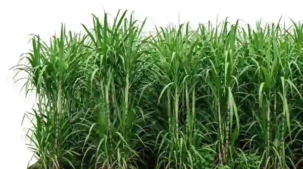 90 ஆயிரம் கரும்பு விவசாயிகளுக்கு ரூ.603.34 கோடி ஊக்கத்தொகை